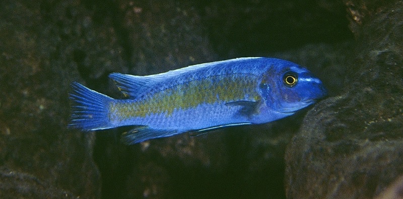 Labeotropheus trewavasae 'Chadagha'